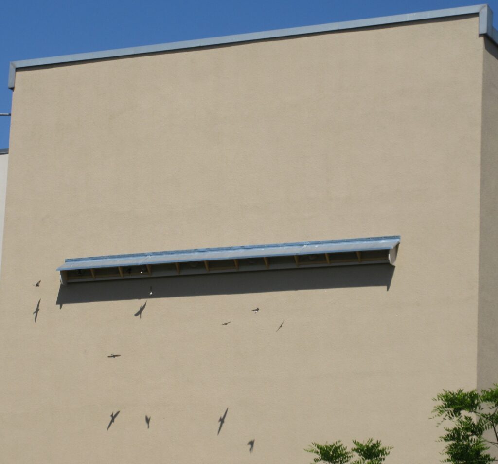 mehlschwalben brett nach schuldes